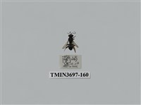 藏品(膜翅目(蜂))的圖片